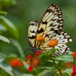 butterfly