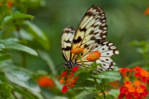 butterfly