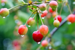 cherries