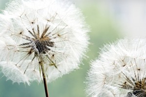 dandelion clock