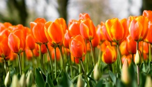 orange tulips