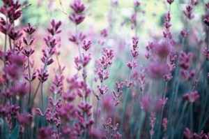 purple flowers