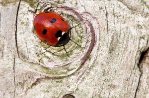 ladybird