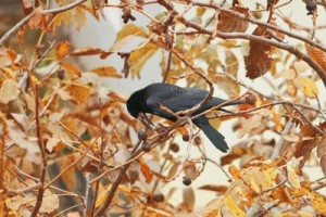 Crow's feet