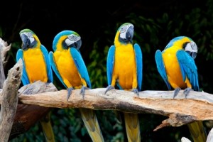 parrot-fashion
