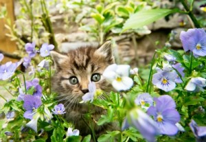 cat idioms
