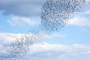 collective nouns - a murmuration of starlings