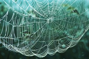 Cobweb. Blow the cobwebs away