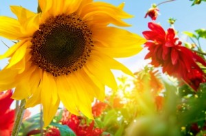 Order of adjectives: a beautiful, big, yellow sunflower